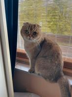 Scottish fold, Dieren en Toebehoren, Katten en Kittens | Raskatten | Korthaar, Poes