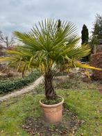 Palm, 100 tot 250 cm, Palmboom, Ophalen, Volle zon