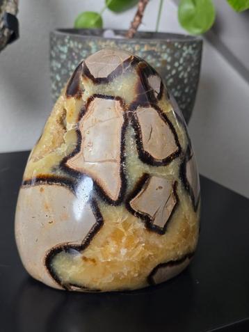 Septarie 2,3 kilo beschikbaar voor biedingen