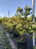 Pinus verschillende soorten, Vaste plant, Bloeit niet, Halfschaduw, Ophalen