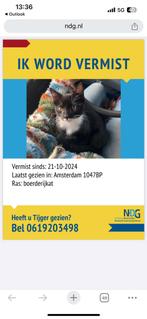 Kitten tijger 4 maanden vermist, Dieren en Toebehoren, Vermiste en Gevonden Dieren