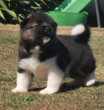Nestaankondiging Prachtige American akita’s met FCI stamboom beschikbaar voor biedingen