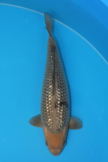 Ginrin soragoi oofuchi beschikbaar voor biedingen