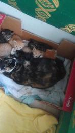 Kittens aangeboden, Geslacht onbekend, Kortharig, 0 tot 2 jaar