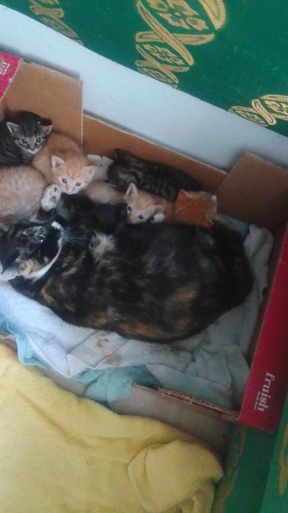 Kittens aangeboden, Dieren en Toebehoren, Katten en Kittens | Overige Katten, Kortharig, Geslacht onbekend, 0 tot 2 jaar