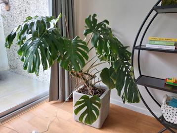Grote Monstera Plant