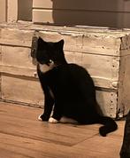 Lieve zwart met witte kitten van een half jaar oud, Dieren en Toebehoren, Katten en Kittens | Overige Katten, Kater, Kortharig