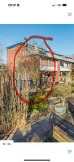 Hout van gekapte boom gratis ophalen, Tuin en Terras, Planten | Bomen, Ophalen, Overige soorten