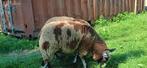 Te koop bonte rammen dekrammen, Dieren en Toebehoren, Mannelijk, Schaap, 0 tot 2 jaar