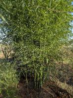 Bamboe: phyllostachys Bissetii, Tuin en Terras, Planten | Tuinplanten, Ophalen, Vaste plant, Siergrassen, Bloeit niet