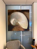 Schilderij Schelp - 1.00 x 1.00 meter, Antiek en Kunst, Ophalen of Verzenden