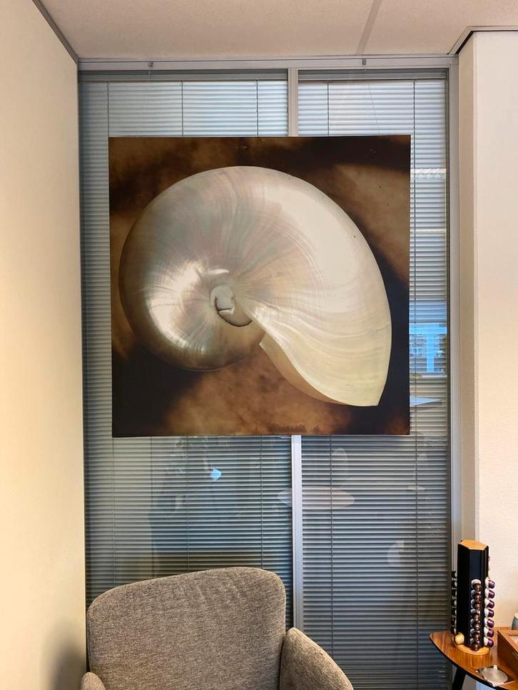 Schilderij Schelp - 1.00 x 1.00 meter, Antiek en Kunst, Kunst | Schilderijen | Klassiek, Ophalen of Verzenden