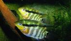 Zuid Amerikaanse Cichliden: Mesonauta mirificus Peru, Dieren en Toebehoren, Vissen | Aquariumvissen, Vis, Zoetwatervis