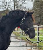Stoere 2.5 jarige hengst te koop!, Hengst, Dressuurpaard, 0 tot 2 jaar