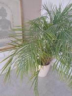 Grote Areca Palm met Celine de Lys Pot., Ophalen, Halfschaduw, Minder dan 100 cm