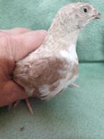 Japanse kwartels, Dieren en Toebehoren, Pluimvee, Meerdere dieren, Overige soorten