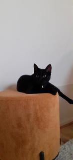 Lief zwart poesje, Dieren en Toebehoren, Poes