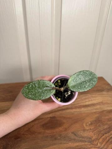 Hoya carnosa nova ghost 2 beschikbaar voor biedingen