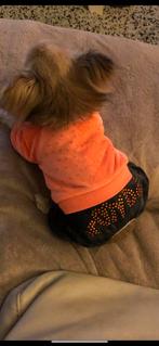 Honden pakje, Dieren en Toebehoren, Ophalen, Zo goed als nieuw