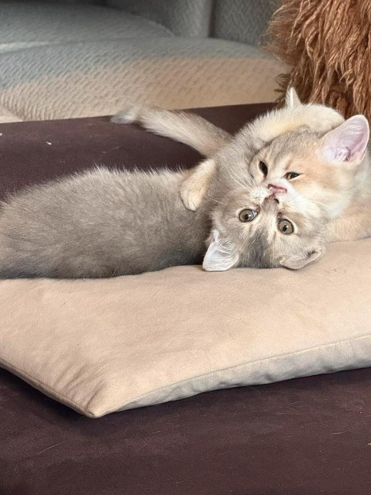 Britse korthaar kitten, Dieren en Toebehoren, Katten en Kittens | Raskatten | Korthaar, Kater, 0 tot 2 jaar, Ontwormd