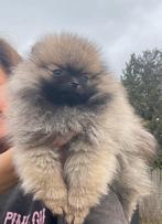 Dwergkees pomeriaan pup, Dieren en Toebehoren, Parvo, Keeshond, 8 tot 15 weken, Teef