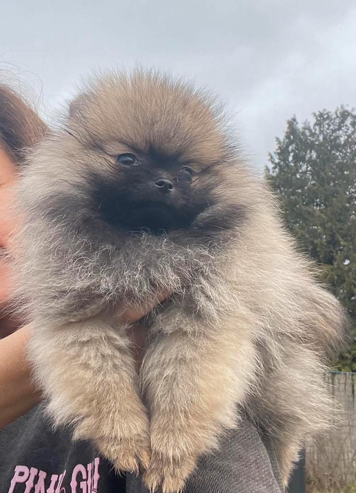 Dwergkees pomeriaan pup, Dieren en Toebehoren, Honden | Poolhonden, Keeshonden en Oertypen, Teef, Keeshond, Fokker | Hobbymatig
