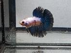 Betta man halfmoon, Vis
