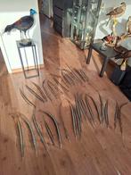 Lady amherst fazant veren carnaval taxidermie prins, Ophalen of Verzenden, Zo goed als nieuw, Versiering, Carnaval