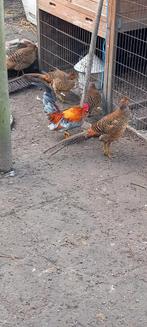 Serama haantje, Dieren en Toebehoren, Mannelijk, Kip