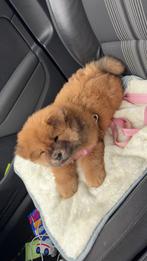 Chowchow, Dieren en Toebehoren, Honden | Niet-rashonden, 15 weken tot 1 jaar, Teef, Rabiës (hondsdolheid), Eén hond