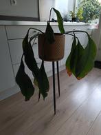 Bloempot op hoge poten, Ophalen, Halfschaduw, Minder dan 100 cm