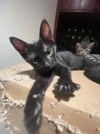Lieve kittens die een warm en liefdevol huisje zoeken, Meerdere dieren, 0 tot 2 jaar