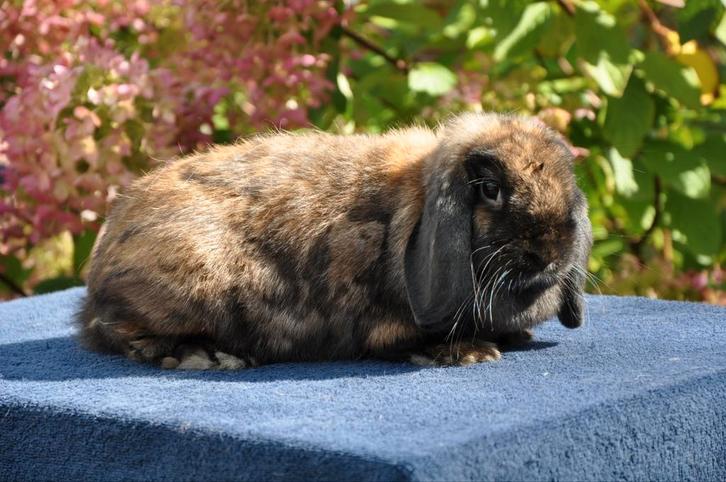 Razuiver NHD konijntje, Dieren en Toebehoren, Konijnen, Dwerg, Vrouwelijk, 0 tot 2 jaar, Hangoor