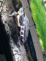 Moerasschildpad incl aquarium etc, Ophalen, Gebruikt, Overige typen