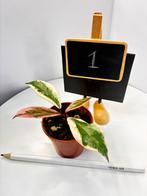 Hoya Carnosa Flamingo Dream, Star of Java, Ophalen of Verzenden, Halfschaduw, Minder dan 100 cm