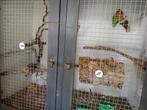 Agapornissen koppel, Dieren en Toebehoren, Meerdere dieren, Dwergpapegaai of Agapornis