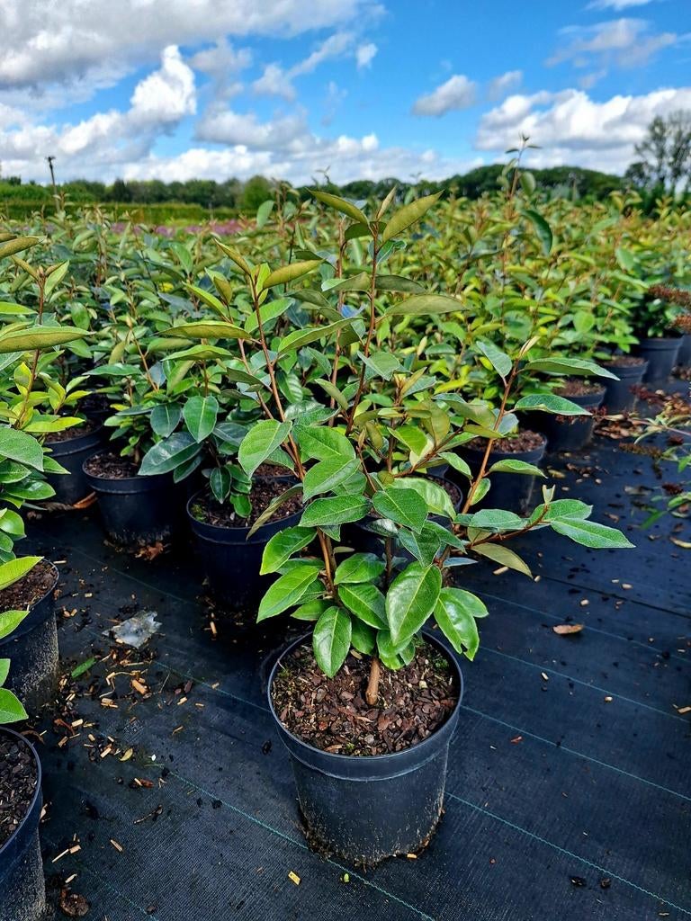 Winter groene Elaeagnus ebbingei 🌿(Olijfwilg), Ophalen, Overige soorten