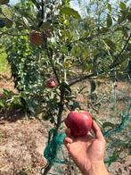 Plek gezocht voor fruitbomen, Ophalen of Verzenden, Appelboom, Lente