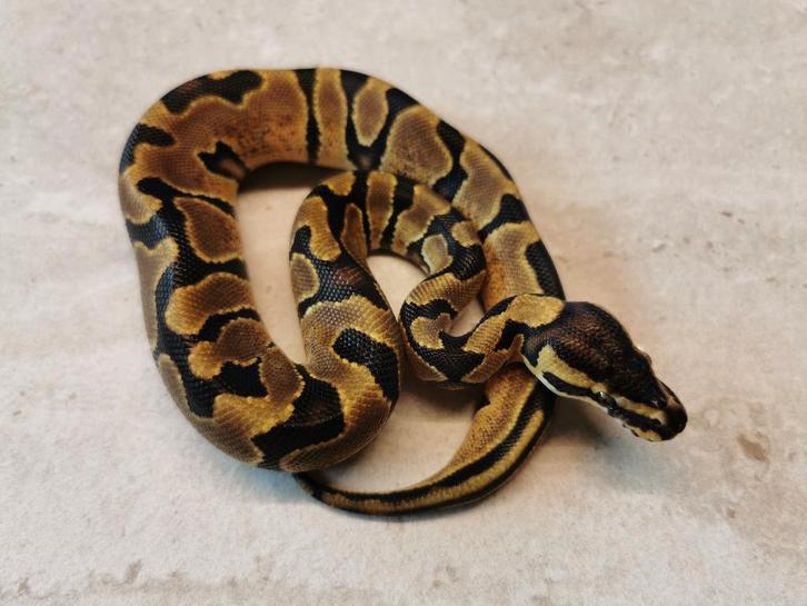 1.0 Enchi Koningspython