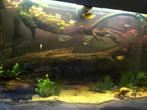 Gevuld aquarium, Ophalen, Zo goed als nieuw, Gevuld zoetwateraquarium
