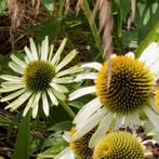 Zaden Echinacea purpurea White Swan - witte zonnehoed, Ophalen of Verzenden, Voorjaar, Volle zon, Zaad