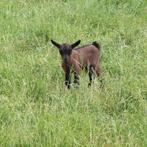 Dwerggeit bokje, Dieren en Toebehoren, Schapen, Geiten en Varkens, Mannelijk, Geit, 0 tot 2 jaar
