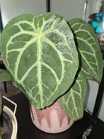 anthurium magnificum, Huis en Inrichting, Kamerplanten, Ophalen of Verzenden, Overige soorten, Minder dan 100 cm