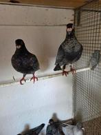 8 kleur postduiven andalusiers, Dieren en Toebehoren, Vogels | Duiven, Meerdere dieren, Postduif