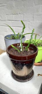 Planten voor binnen en buiten, Overige soorten, Volle zon, Vaste plant, Ophalen of Verzenden