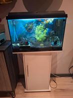 Compleet aquarium met meubel, vissen en vele extrass, Dieren en Toebehoren, Vissen | Aquaria en Toebehoren, Ophalen, Zo goed als nieuw