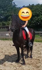 Friese hengst en betuigde Merrie, Dieren en Toebehoren, Paarden, Gechipt, Zadelmak, 3 tot 6 jaar, 160 tot 165 cm