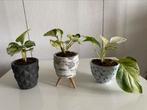Epipremnum Pinnatum Happy Leaf variegata.Foto#2-Moederplant, Overige soorten, In pot, Minder dan 100 cm, Halfschaduw