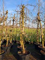 Rode Boskoop, Goudreinet appel bomen oude fruitbomen, Lente, In pot, Ophalen of Verzenden, Appelboom