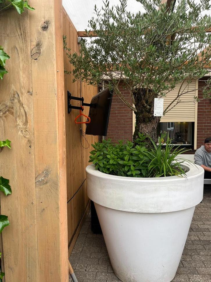 Olijfboom inclusief Pot, Tuin en Terras, Bloembakken en Plantenbakken, Zo goed als nieuw, Kunststof, Tuin, 60 cm of meer, Minder dan 60 cm